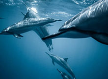 c7娱乐部门-新奥运会纪录！中国队第三金！宁忠岩速滑男子1500米夺冠